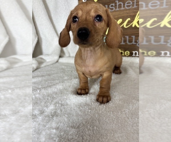 Medium Photo #4 Dachshund Puppy For Sale in GREENFIELD, IN, USA