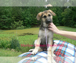 Small #1 German Shepherd Dog