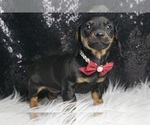 Small Photo #4 Dachshund Puppy For Sale in WARSAW, IN, USA