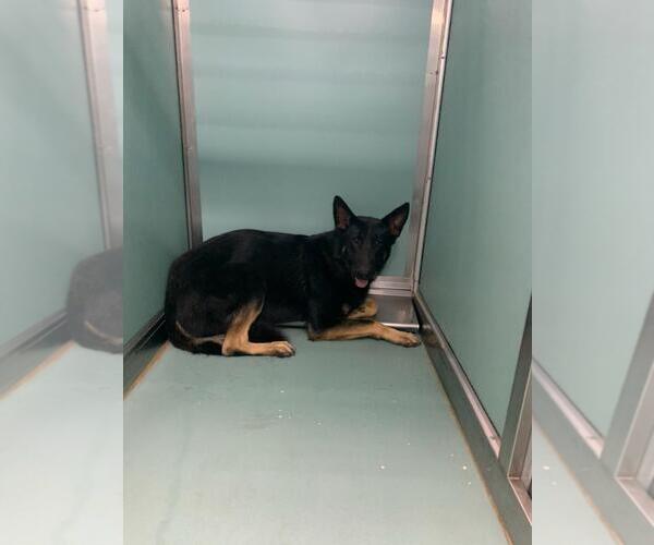 Medium Photo #1 German Shepherd Dog Puppy For Sale in Moreno Valley, CA, USA
