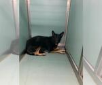 Small German Shepherd Dog