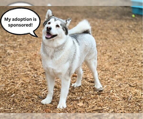 Medium Photo #3 Akita-Alaskan Malamute Mix Puppy For Sale in Santa Cruz, CA, USA