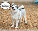 Small #2 Akita-Alaskan Malamute Mix