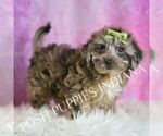 Small #2 Yorkipoo
