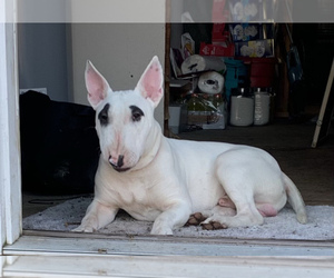 Father of the Bull Terrier puppies born on 06/17/2021