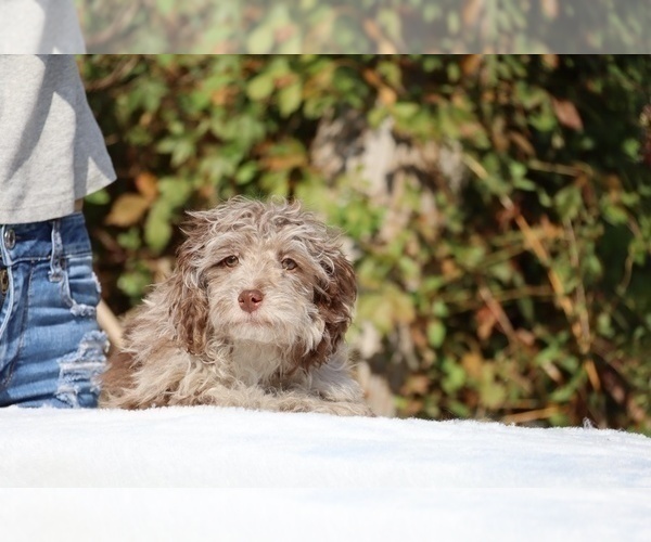 Medium Photo #22 ShihPoo Puppy For Sale in DYERSBURG, TN, USA