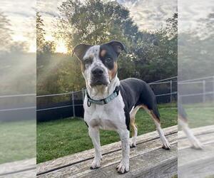 American Pit Bull Terrier-Unknown Mix Dogs for adoption in Center Township, PA, USA
