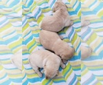 Small #35 Labrador Retriever