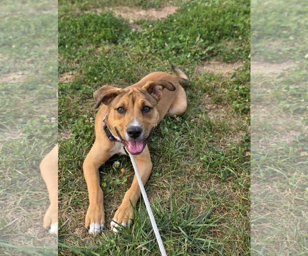 Medium Photo #5 American Pit Bull Terrier-Unknown Mix Puppy For Sale in Derwood, MD, USA