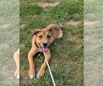 Small #4 American Pit Bull Terrier Mix