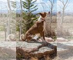 Small #4 American Pit Bull Terrier-Australian Shepherd Mix