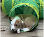 Small #2 Australian Shepherd-Mastiff Mix