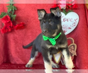 German Shepherd Dog Puppy for sale in LANCASTER, PA, USA