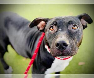 American Pit Bull Terrier Dogs for adoption in Orlando, FL, USA
