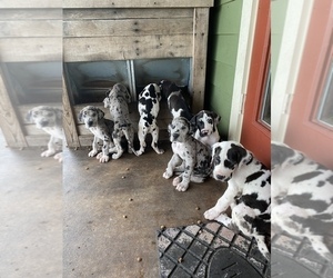 Great Dane Puppy for sale in WAUCHULA, FL, USA