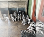 Small Photo #1 Great Dane Puppy For Sale in WAUCHULA, FL, USA