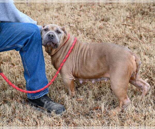 Medium Photo #3 Mutt Puppy For Sale in Glen Allen, VA, USA