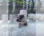 Small Photo #19 French Bulldog Puppy For Sale in NEWARK, NJ, USA