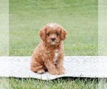 Small Photo #2 Cavapoo Puppy For Sale in NARVON, PA, USA