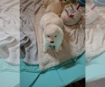 Puppy Puppy 7 Samoyed