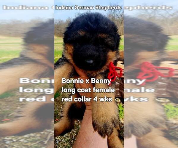 Medium Photo #2 German Shepherd Dog Puppy For Sale in CHRISNEY, IN, USA