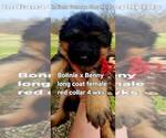Small Photo #7 German Shepherd Dog Puppy For Sale in CHRISNEY, IN, USA