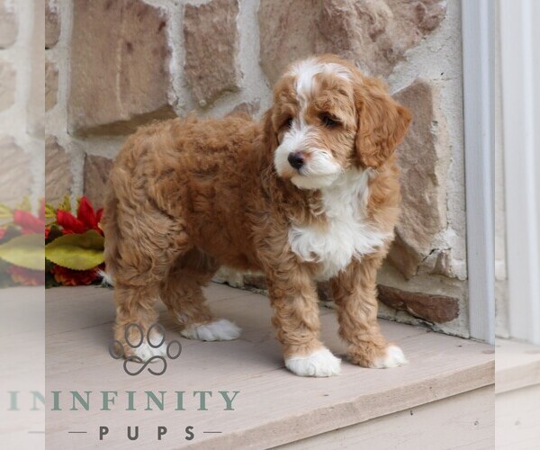 Medium Photo #4 Goldendoodle (Miniature) Puppy For Sale in GORDONVILLE, PA, USA