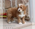 Small #3 Goldendoodle (Miniature)