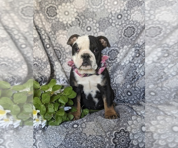 Medium Photo #2 English Bulldog Puppy For Sale in COCHRANVILLE, PA, USA