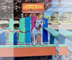 Small #12 American Pit Bull Terrier Mix