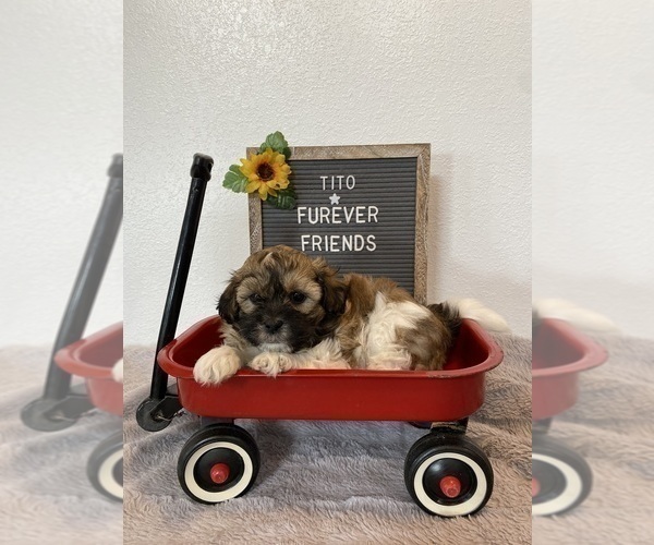 Medium Photo #3 Zuchon Puppy For Sale in BLOOMFIELD, IN, USA