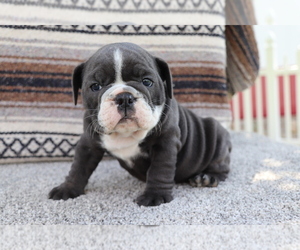 Bulldog Puppy for sale in SHILOH, OH, USA