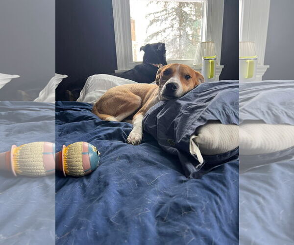 Medium Photo #17 Mutt Puppy For Sale in Germantown, OH, USA