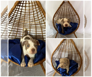 Bullboxer Pit-Bulloxer Mix Puppy for sale in EL PASO, TX, USA