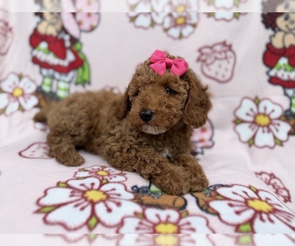 Medium Photo #3 Cock-A-Poo Puppy For Sale in LAKELAND, FL, USA