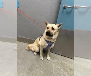 German Shepherd Dog-Unknown Mix Dogs for adoption in Las Vegas, NV, USA