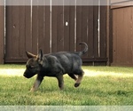 Small Photo #3 German Shepherd Dog Puppy For Sale in NEOSHO, MO, USA