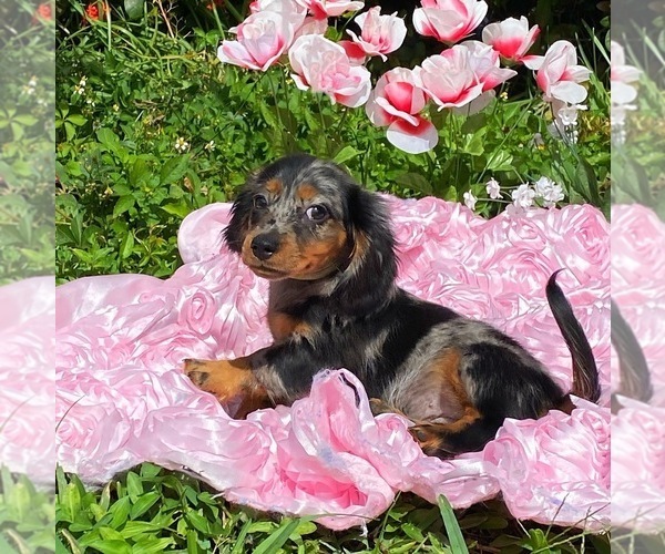 Medium Photo #2 Dachshund Puppy For Sale in MIAMI, FL, USA