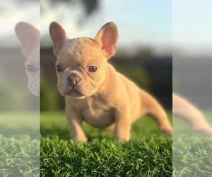 French Bulldog Puppy for sale in CAMERON, OK, USA