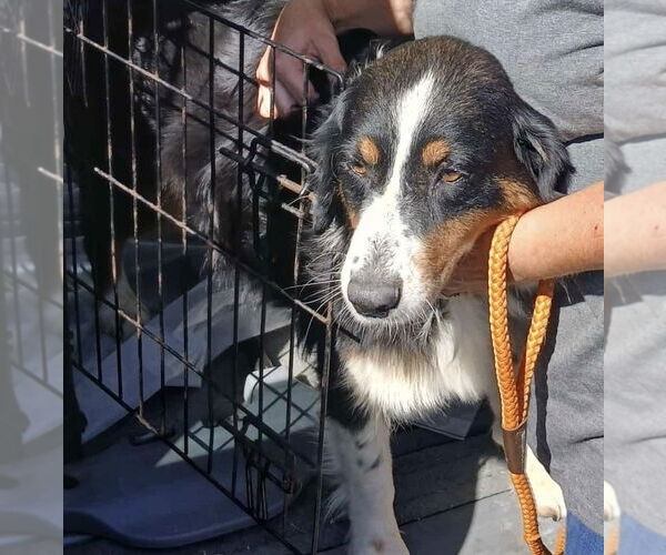 Medium Photo #3 Australian Shepherd Puppy For Sale in Aurora, IN, USA