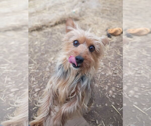 Medium Photo #2 Mutt Puppy For Sale in Pacolet, SC, USA