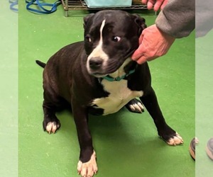 Mutt Dogs for adoption in Rustburg, VA, USA