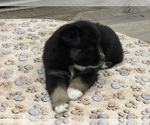 Small Photo #4 Miniature Australian Shepherd Puppy For Sale in TERRELL, TX, USA