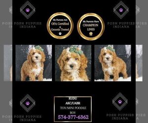 Poodle (Toy) Puppy for sale in WARSAW, IN, USA