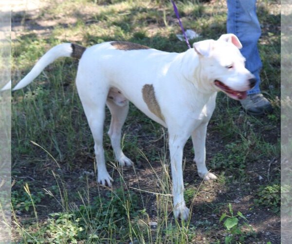 Medium Photo #4 American Bulldog Puppy For Sale in Bandera, TX, USA