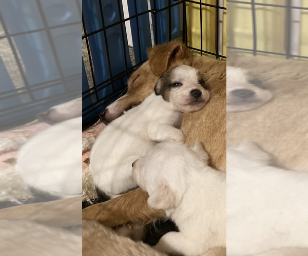 Medium Photo #3 Mutt Puppy For Sale in Aurora, IN, USA