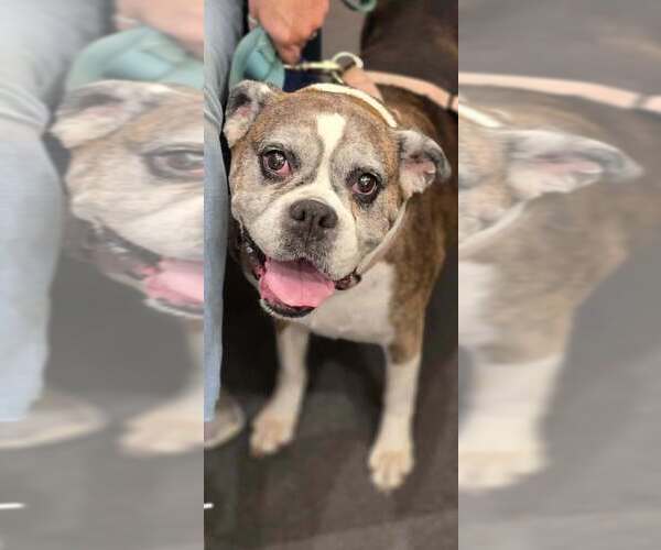 Medium Photo #4 Boxer Puppy For Sale in Austin, TX, USA