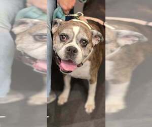 Sophie V - Silver Heart - Female Boxer Dog for Adoption - Photo #4
