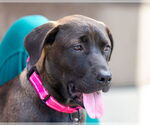 Small #7 Labrador Retriever Mix