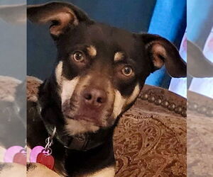 Dachshund-Unknown Mix Dogs for adoption in Canton, CT, USA